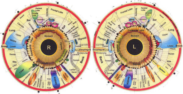 My Iridology Update