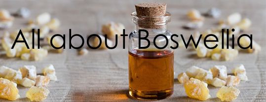 All about Boswellia