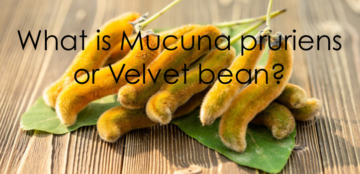 What is Mucuna pruriens or Velvet bean?