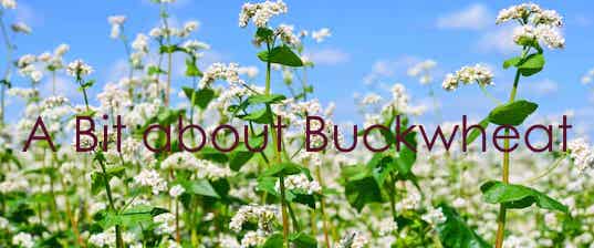 A bit about Buckwheat
