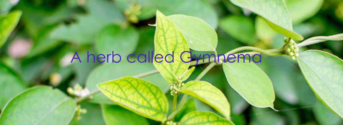 A herb called Gymnema