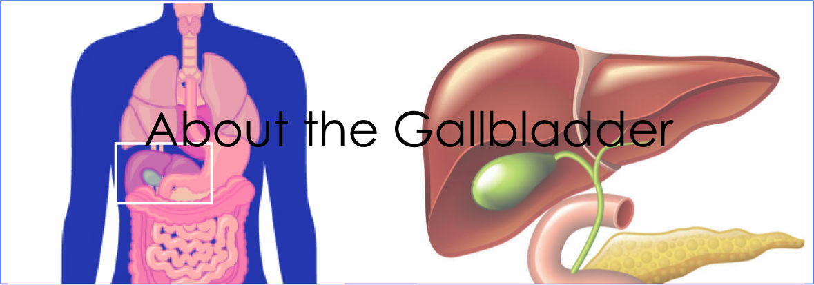 About the Gallbladder