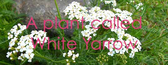 A plant called White Yarrow