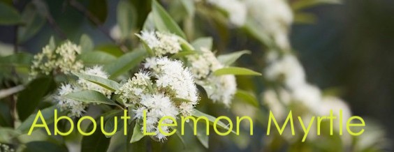 About the Lemon Myrtle tree