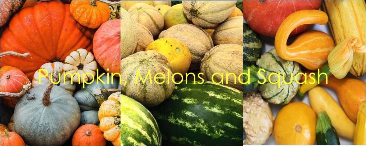 Pumpkin, Melons and Squash