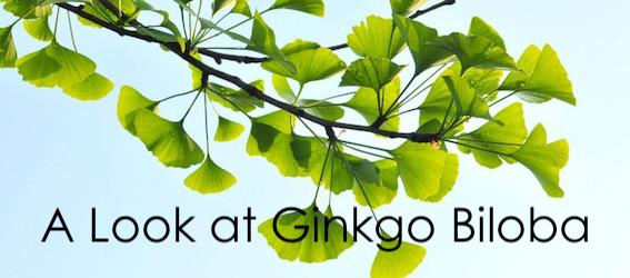 A Look at Ginkgo Biloba
