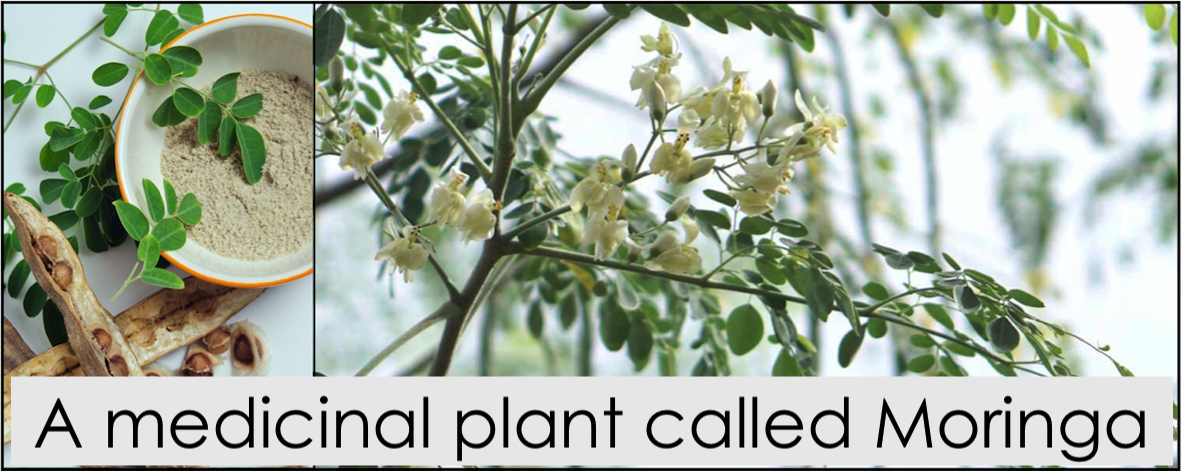 A medicinal plant called Moringa