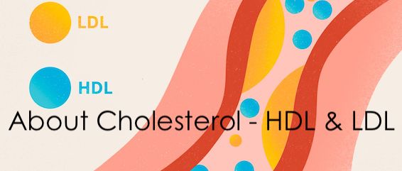 About Cholesterol – HDL & LDL