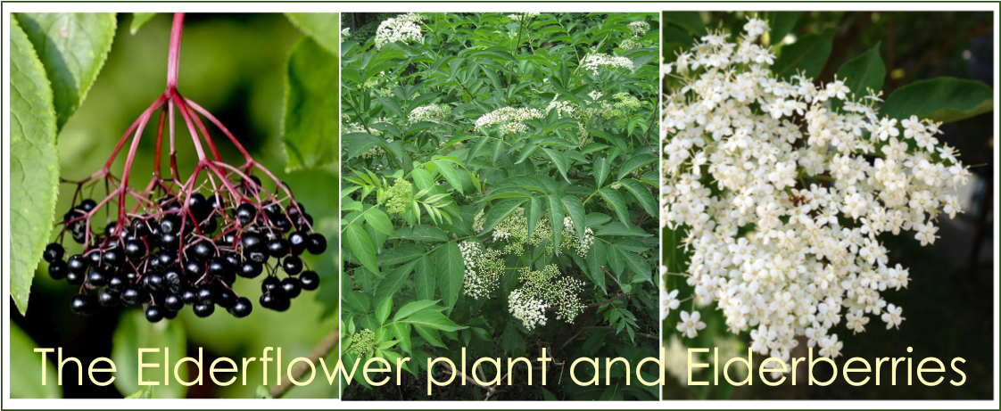 The Elderflower plant and Elderberries
