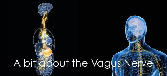 A bit about the Vagus Nerve