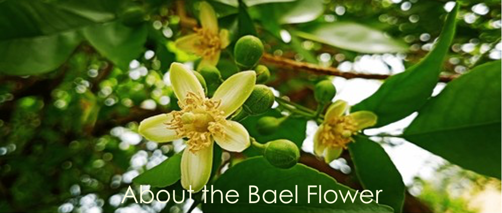 About the Bael Flower